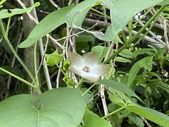 Polystemma guatemalense