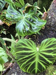 Philodendron verrucosum image