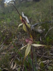 Caladenia fulva