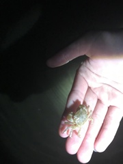 Hemigrapsus crenulatus