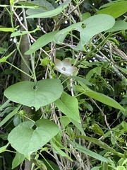 Polystemma guatemalense