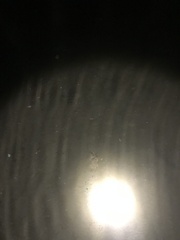 Hemigrapsus crenulatus