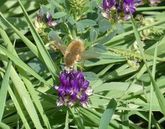 Bombyliini