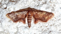 Idaea furciferata