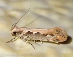 Ornativalva erubescens