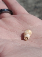 Ilyanassa trivittata