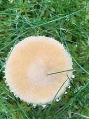 Cystoderma