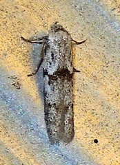 Blastobasis glandulella