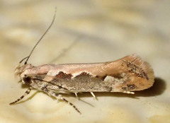 Ornativalva erubescens
