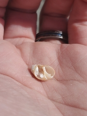 Ilyanassa trivittata