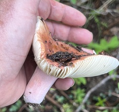 Russula decolorans