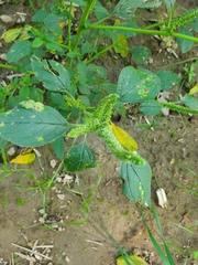 Amaranthus hybridus
