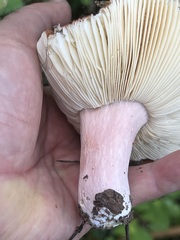 Russula decolorans