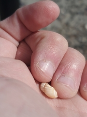 Ilyanassa trivittata