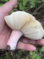 Russula decolorans