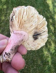 Russula decolorans