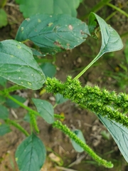 Amaranthus hybridus