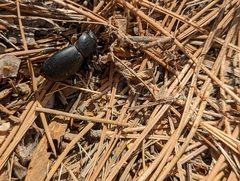 Coelocnemis dilaticollis