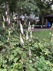 Actaea racemosa