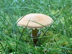Cystoderma