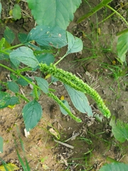 Amaranthus hybridus
