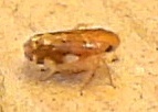 Xestocephalus