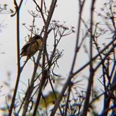 Tachuris rubrigastra