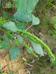 Amaranthus hybridus