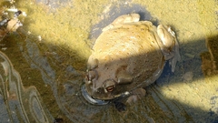 Incilius alvarius