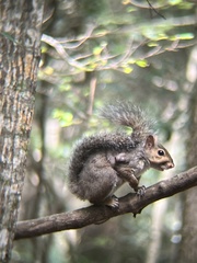 Cuterebra emasculator