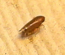 Xestocephalus