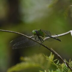 Erythemis vesiculosa