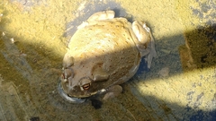 Incilius alvarius