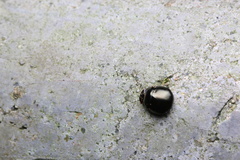 Brachyplatys punctipes