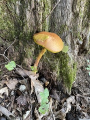 Aureoboletus betula