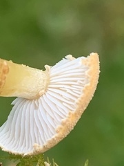 Cystoderma