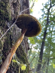Aureoboletus betula