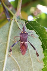 Leptoglossus zonatus