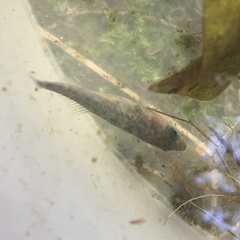 Gasterosteus aculeatus