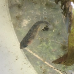 Gasterosteus aculeatus