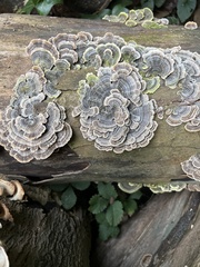 Trametes