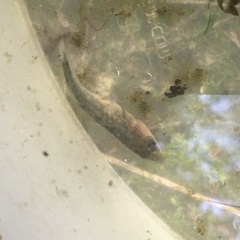 Gasterosteus aculeatus