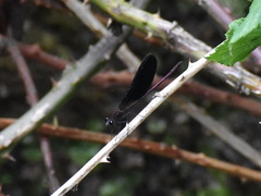 Calopteryx haemorrhoidalis