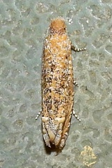 Pelochrista comatulana