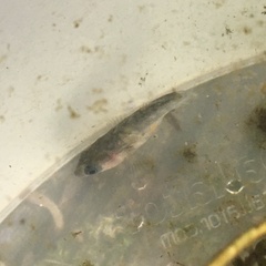 Gasterosteus aculeatus