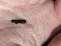 Buprestis aurulenta