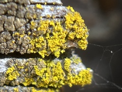 Candelariaceae