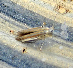 Tischerioidea
