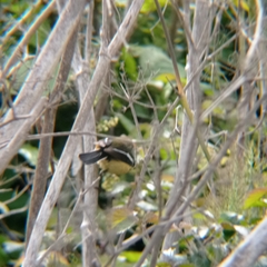 Tachuris rubrigastra