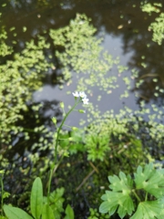 Myosotis laxa